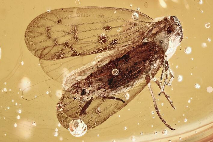Detailed Fossil Planthopper (Fulgoroidea) In Baltic Amber #325252